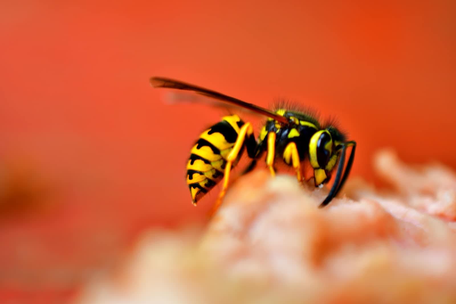 Wasp Configuration Language: Simplify Full Stack App Creation